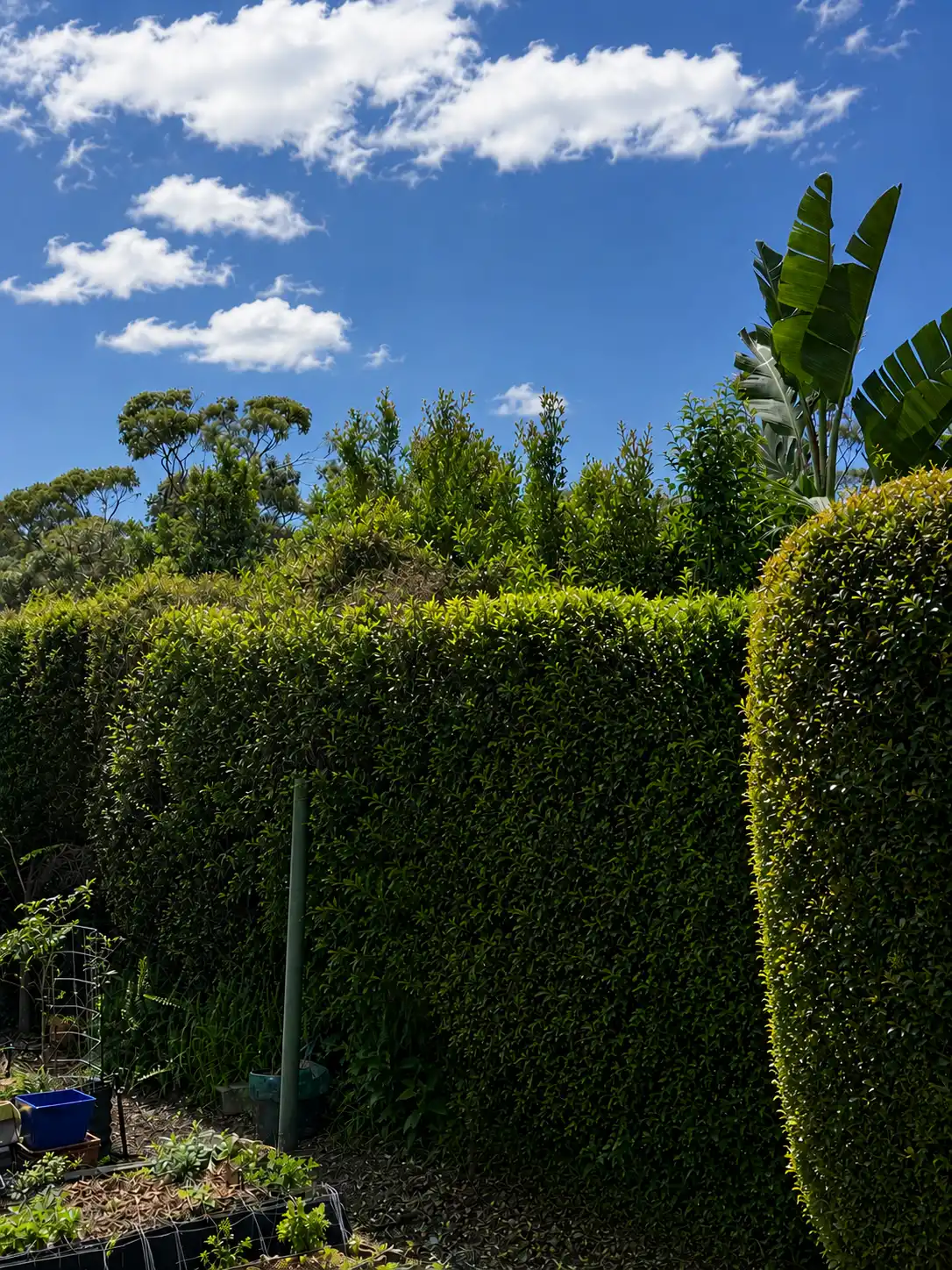 https://www.mymowing.com.au/wp-content/uploads/2026/05/myMowing-Hedge-After.webp
