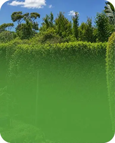 download_0002_Image1 https://www.mymowing.com.au/wp-content/uploads/2026/06/download_0002_Image1.webp