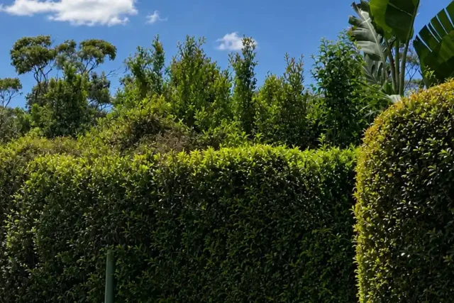 https://www.mymowing.com.au/wp-content/uploads/2026/06/myMowing-Lawn-Mowing-Header-1280x853_0000_Layer-2-640x427.webp